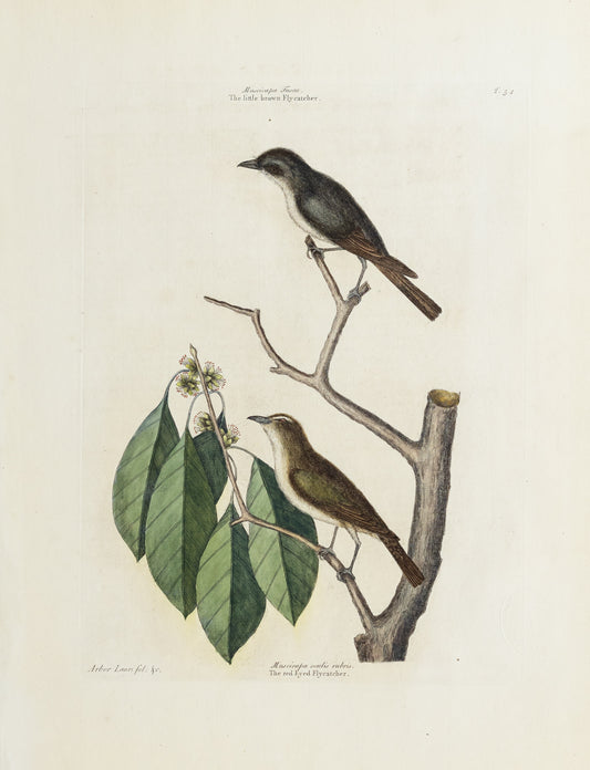 Catesby, Mark. Vol. I Tab. 54,The Little Brown Fly-catcher and The Red eyed Fly-catcher