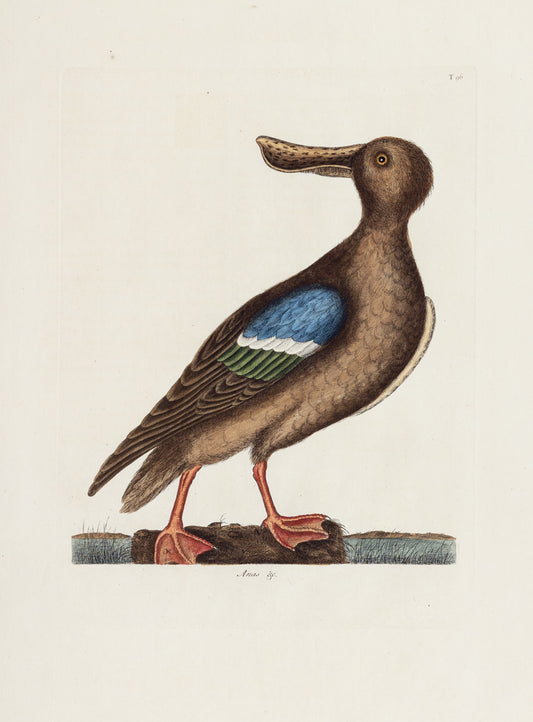Catesby, Mark. Vol.I, Tab. 96, The Blue-wing Shoveler