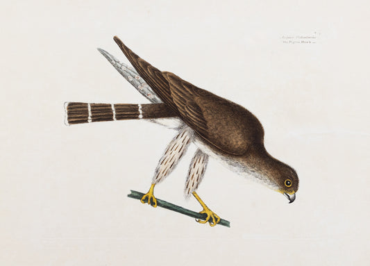 Catesby, Mark. Vol.I, Tab. 3, The Pigeon Hawk