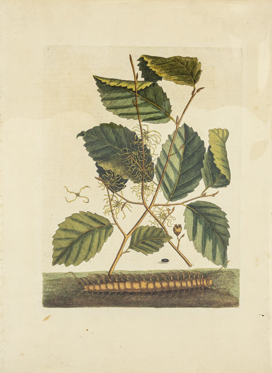 Catesby, Mark. Appendix Pl. 2, Centipede and Hamamlis