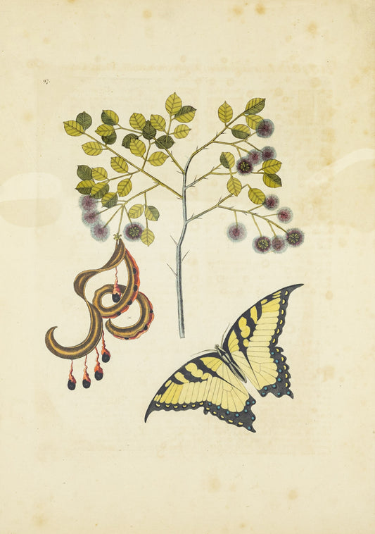 Catesby, Mark. Vol.II, Tab. 97, Acacia foliis amplioribus
