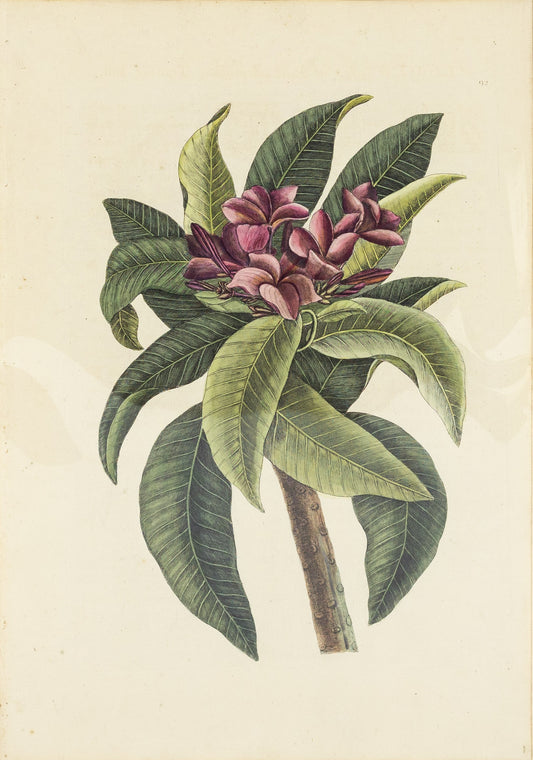 Catesby, Mark. Vol.II, Tab. 92, Plumeria Flore Roseo