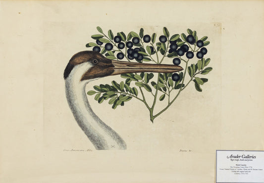 Catesby, Mark. Vol.I, Tab. 75, The Hooping Crane and The Bullet-Bush