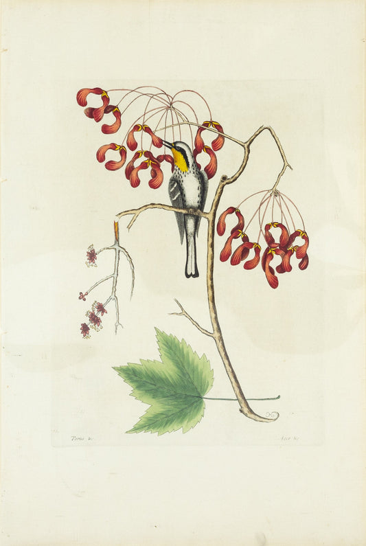 Catesby, Mark. Vol.I, Tab. 62, The Yellowthroated Creeper