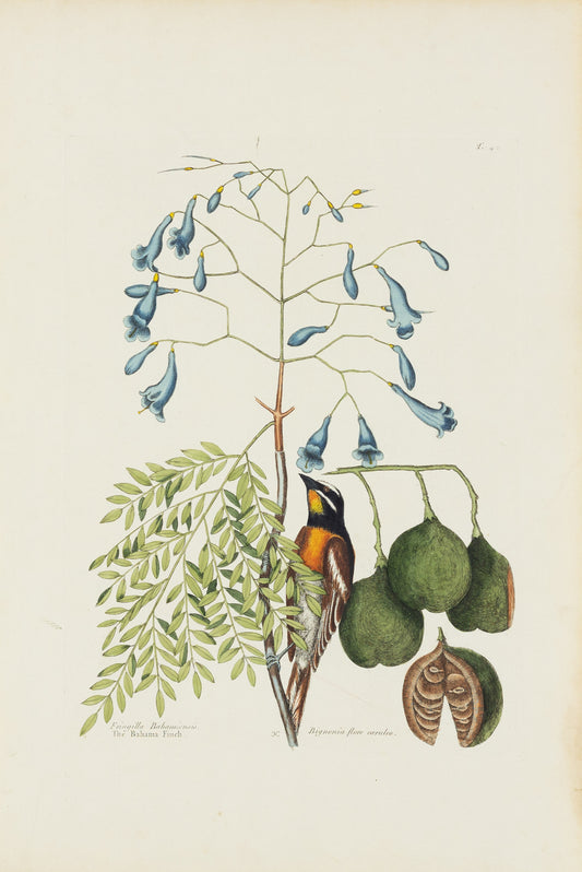 Catesby, Mark. Vol.I, Tab. 42, The Bahama Finch and The broad leaf'd Guaicum, with blue Flowers