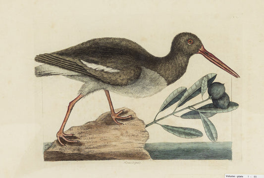 Catesby, Mark. Vol.I, Tab. 85, The Oyster Catcher