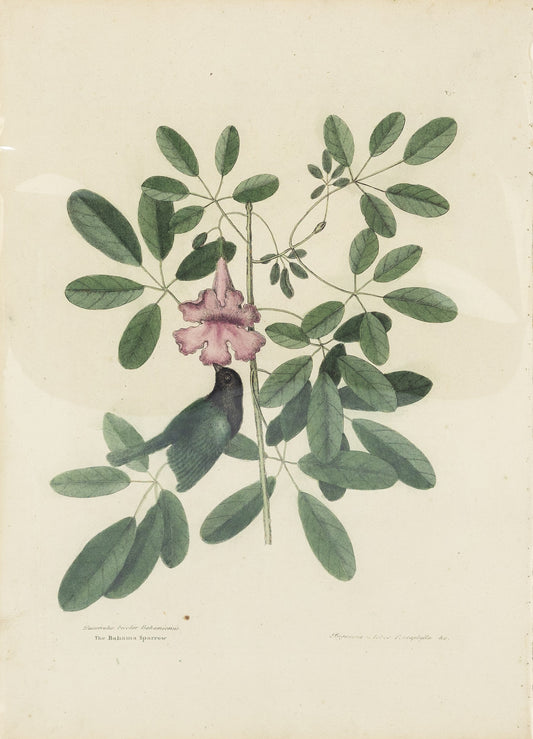 Catesby, Mark. Vol.I, Tab. 37, The Bahama Sparrow