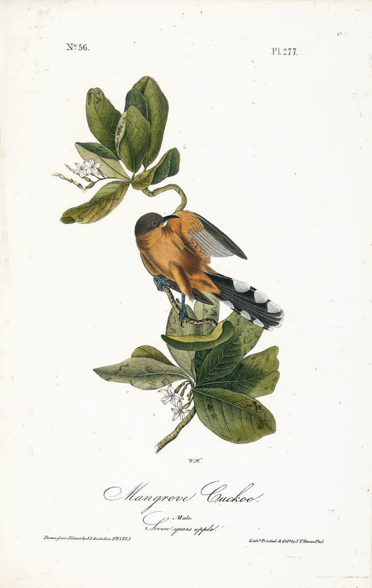 AUDUBON, John James (1785 - 1851), Mangrove Cuckoo (Plate 277), 1839-1844