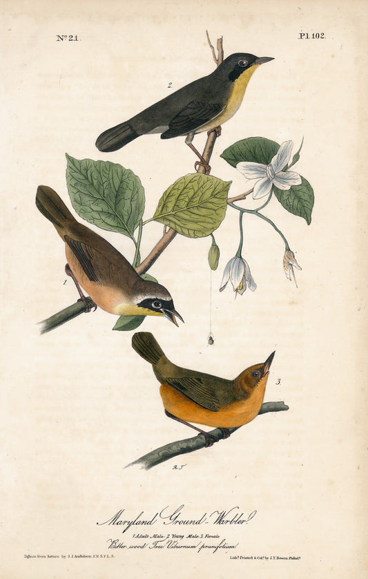 AUDUBON, John James (1785 - 1851), Maryland Ground Warbler (Plate 102), 1839-1844