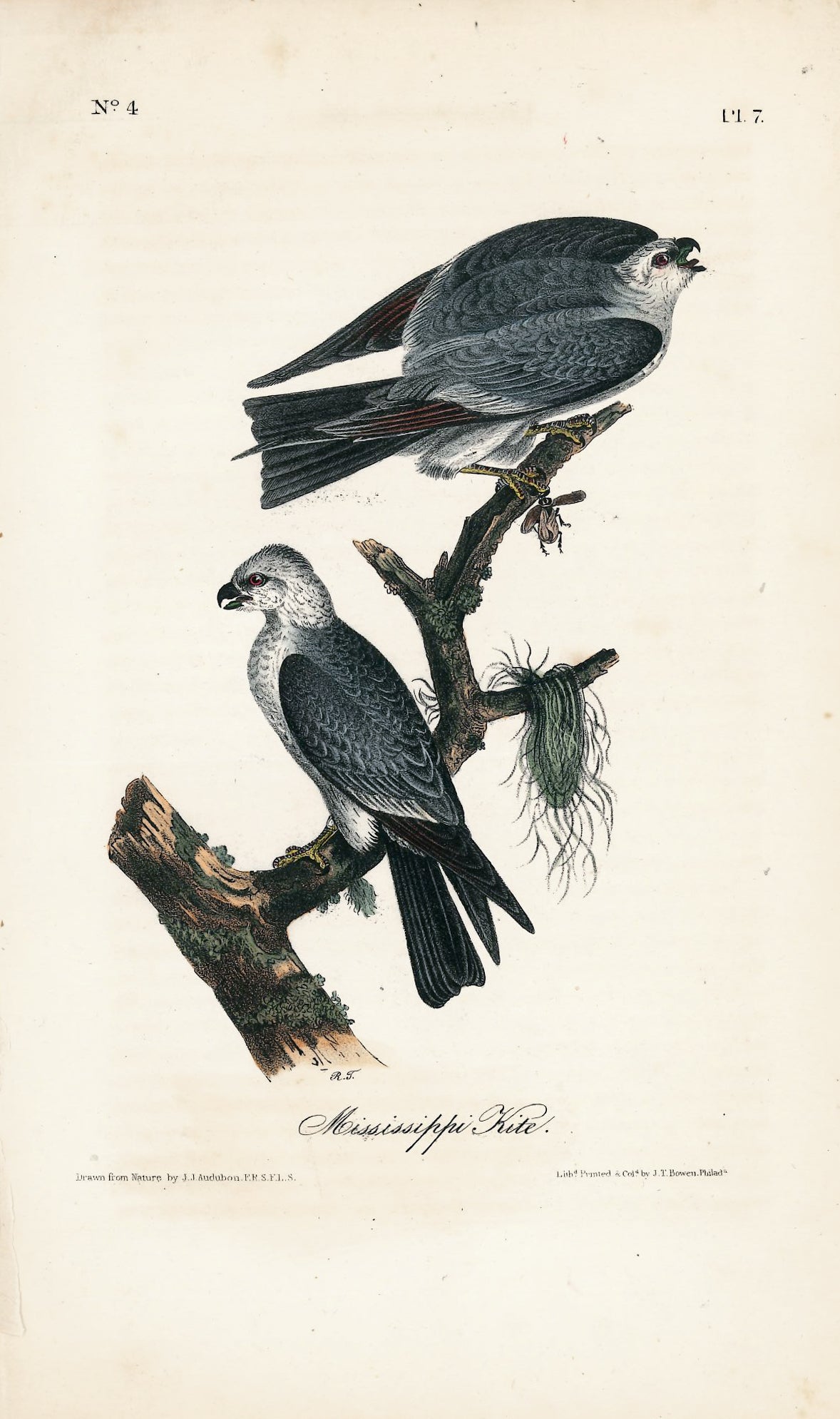 AUDUBON, John James (1785 - 1851), Mississippi Kite (Plate 17), 1839-1844
