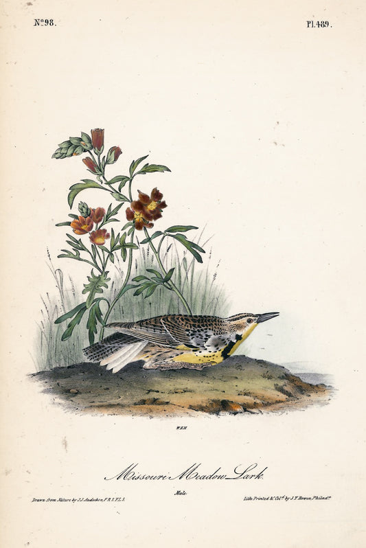Copy of AUDUBON, John James (1785 - 1851), Missouri Meadow Lark (Plate 489), 1839-1844