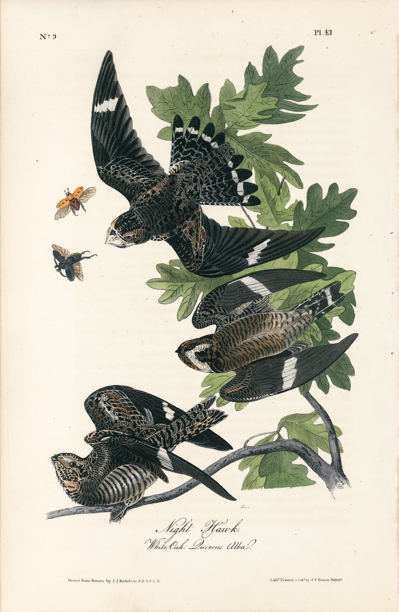 AUDUBON, John James (1785 - 1851), Night Hawk (Plate 43), 1839-1844