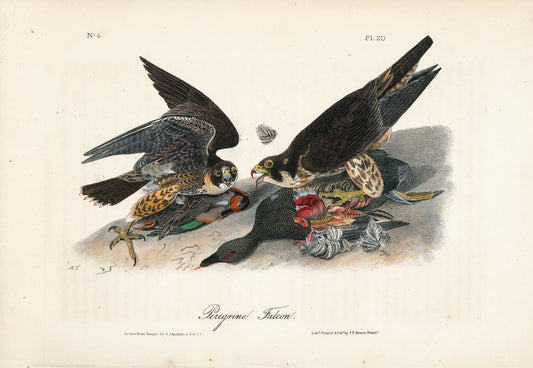 AUDUBON, John James (1785 - 1851), Peregrine Falcon (Plate 20), 1839-1844