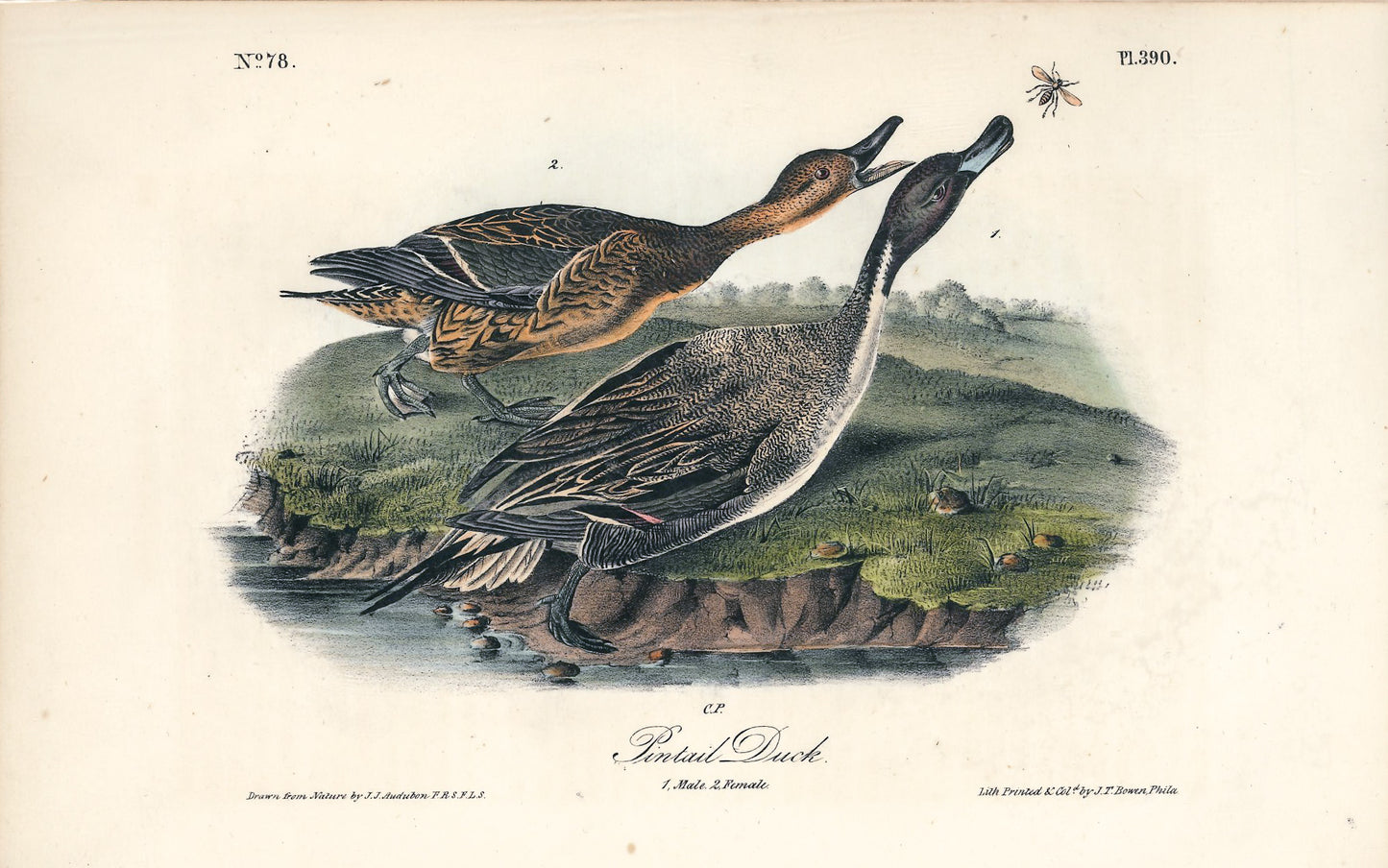 AUDUBON, John James (1785 - 1851), Pintail Duck (Plate 390), 1839-1844