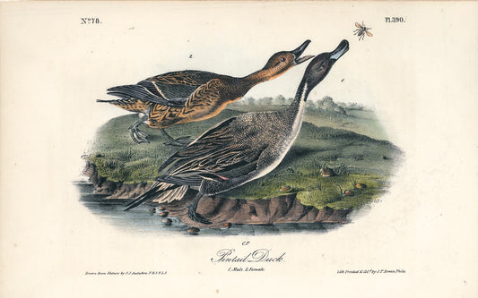 AUDUBON, John James (1785 - 1851), Pintail Duck (Plate 390), 1839-1844