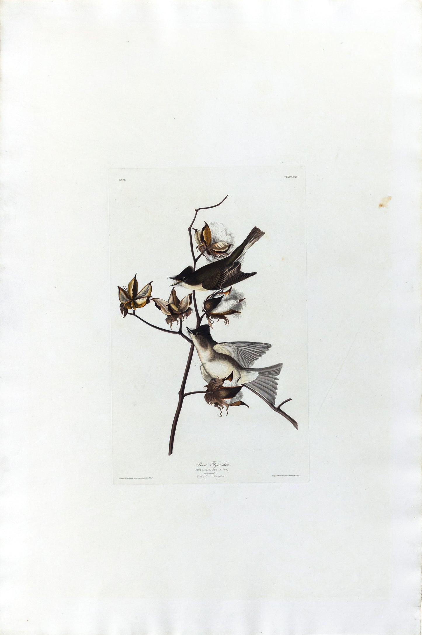 John James Audubon (1785-1851), Plate 120 Pewit Flycatcher