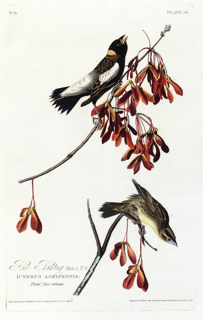 John James Audubon (1785-1851), Plate LIV Rice Bunting