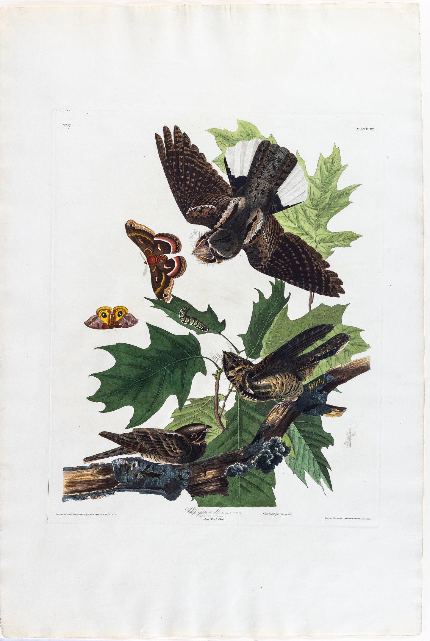 John James Audubon (1785-1851), Plate LXXXII Whip-Poor-Will