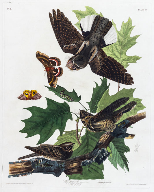 John James Audubon (1785-1851), Plate LXXXII Whip-Poor-Will