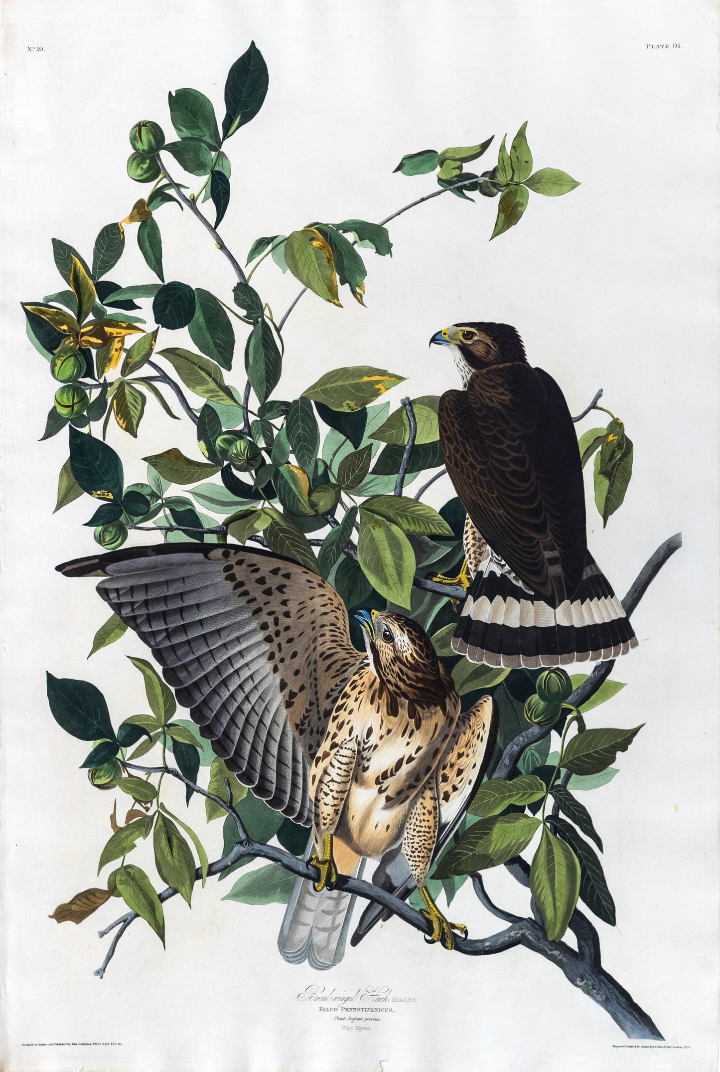 John James Audubon (1785-1851), Plate XCI, Broad-winged Hawk
