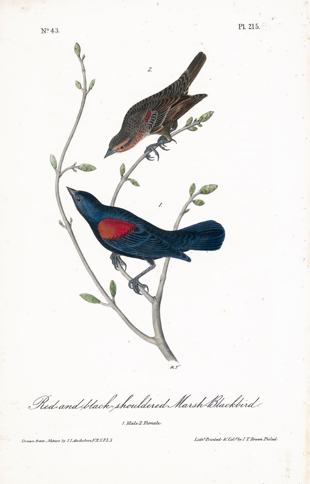 AUDUBON, John James (1785 - 1851), Red-and-Black-Shouldered Marsh Blackbird (Plate 215), 1839-1844