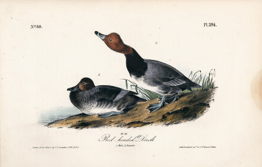 AUDUBON, John James (1785 - 1851), Red-Headed Duck (Plate 396), 1839-1844