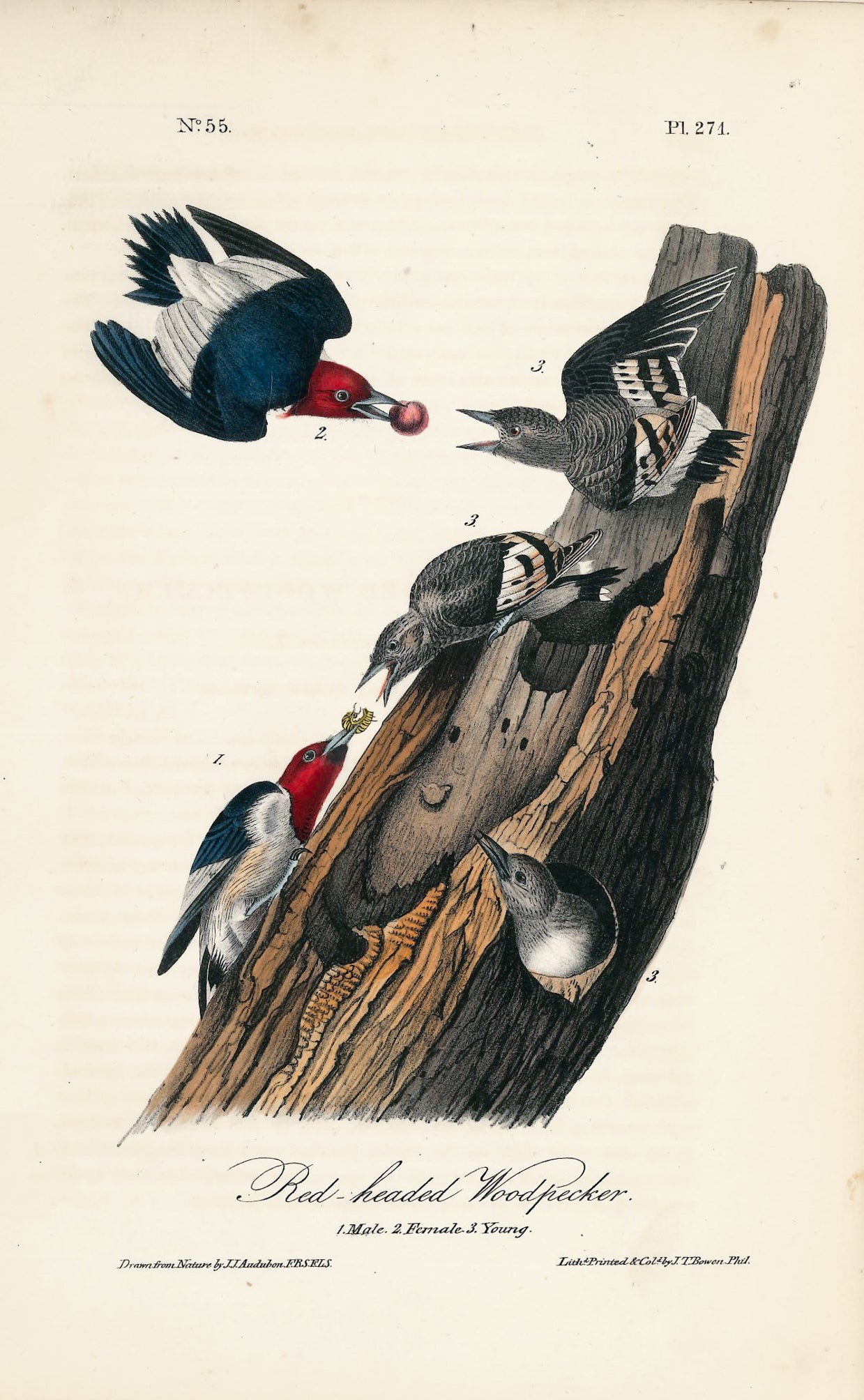 AUDUBON, John James (1785 - 1851), Red-Headed Woodpecker (Plate 271), 1839-1844