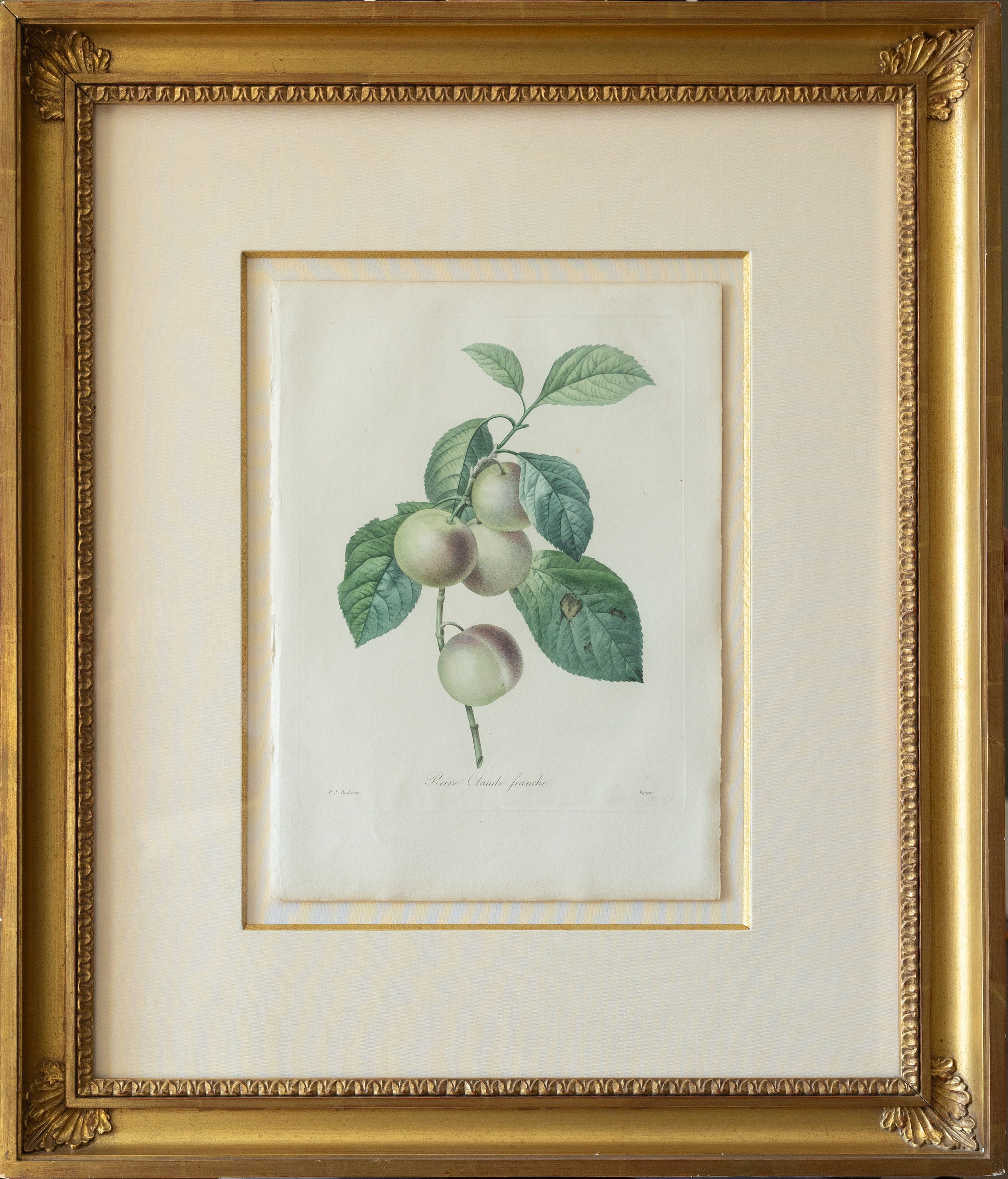 All Botanical Engravings & Lithographs – Arader Galleries