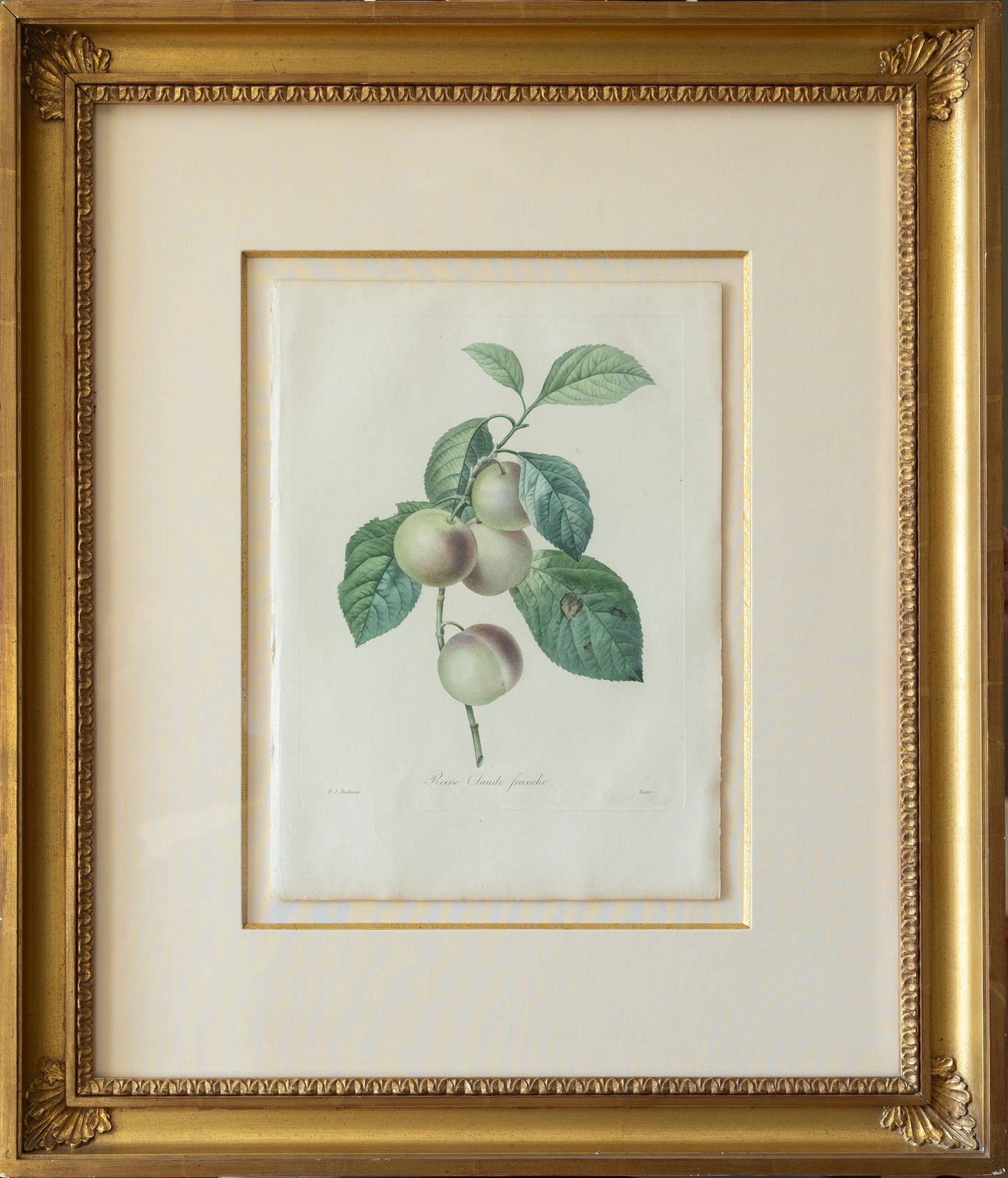 Pierre-Joseph Reoduté, Reine Claud Franche (Paris, 1827-1833)