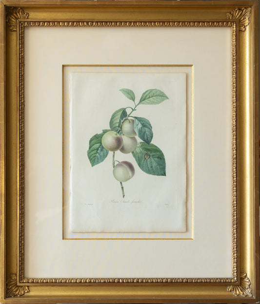 Pierre-Joseph Reoduté, Reine Claud Franche (Paris, 1827-1833)