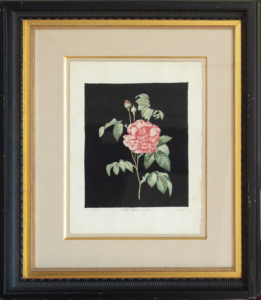 Pierre-Joseph Reoduté, Belle Rubanée (Provins)