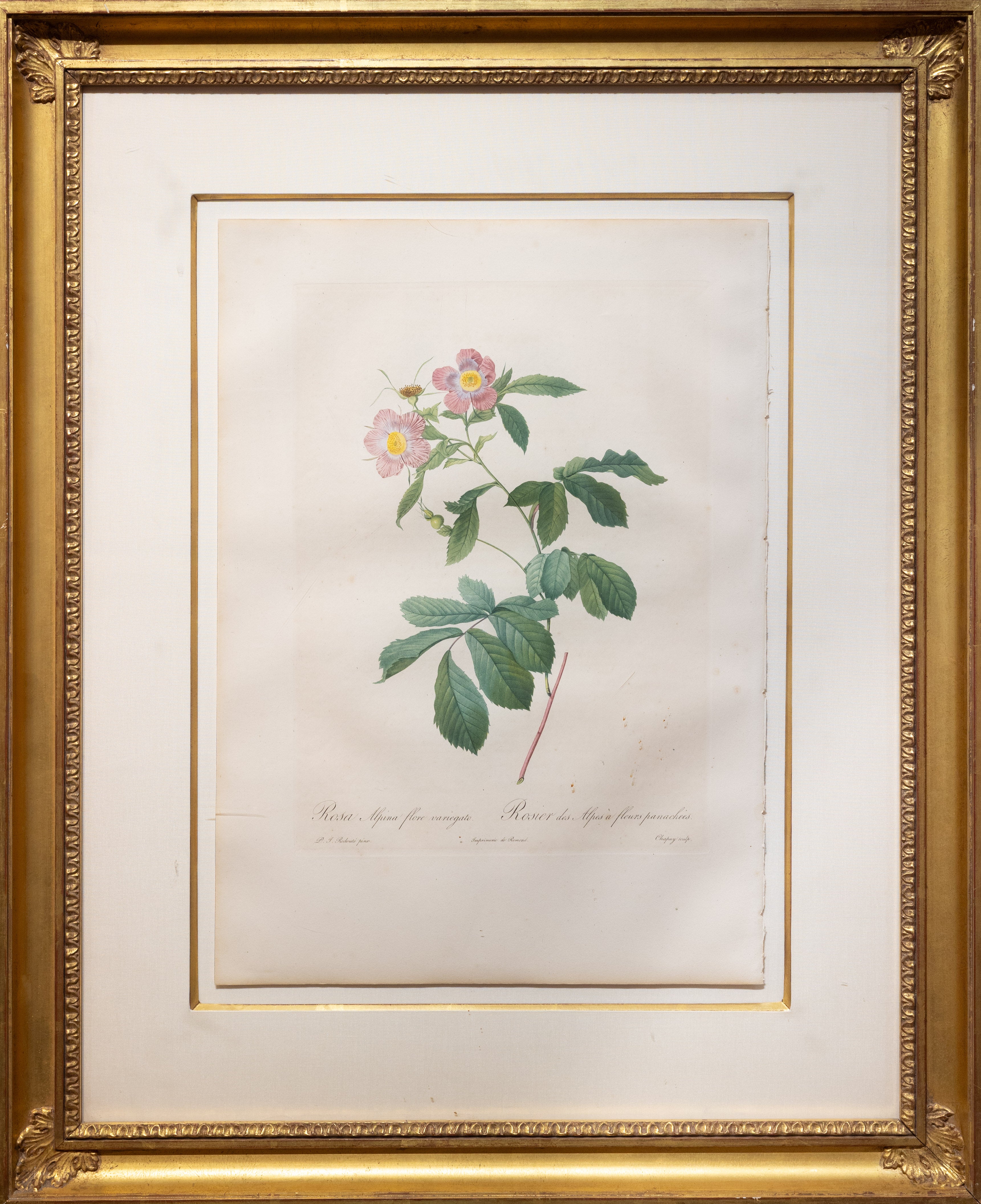 All Botanical Engravings & Lithographs – Arader Galleries