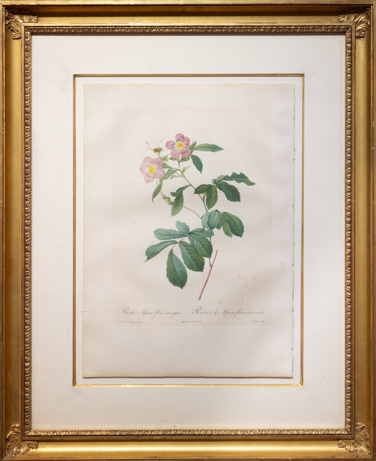 Pierre-Joseph Reoduté, Rosa Alpina flore variegato (Paris, 1817-24)