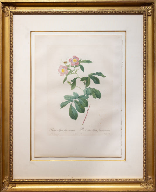 Pierre-Joseph Reoduté, Rosa Alpina flore variegato (Paris, 1817-24)