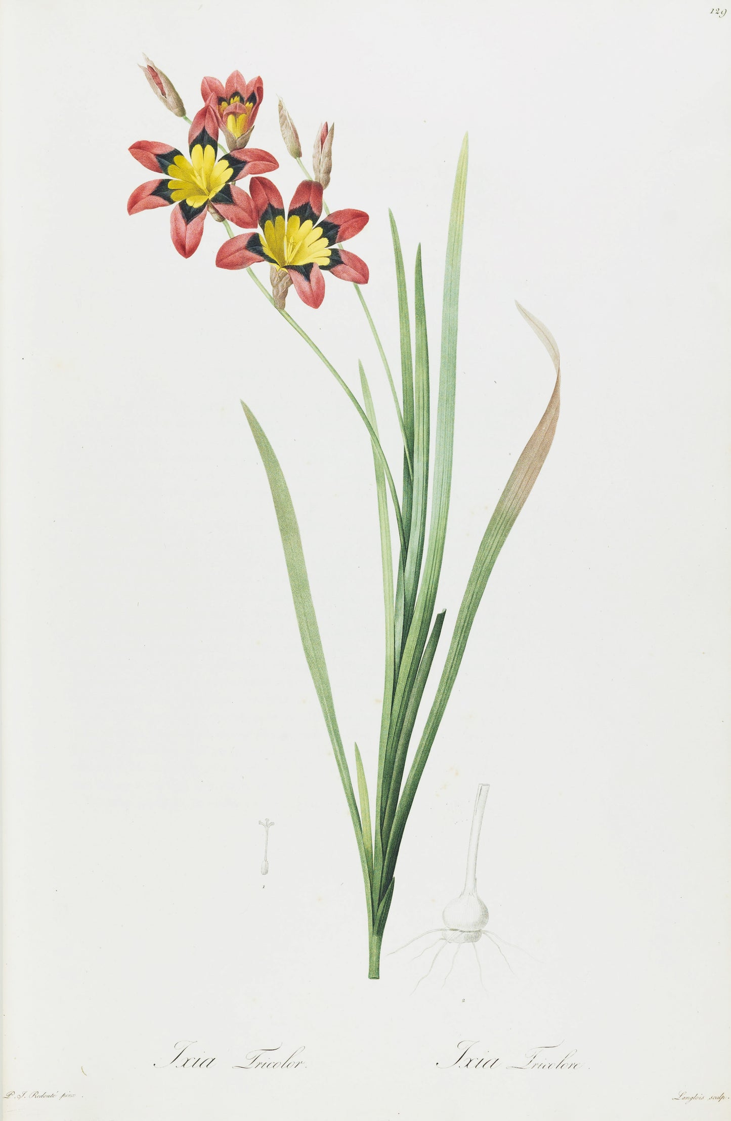 REDOUTÉ, Pierre-Joseph (1759-1840). Ixia Tricolor, Plate 129.