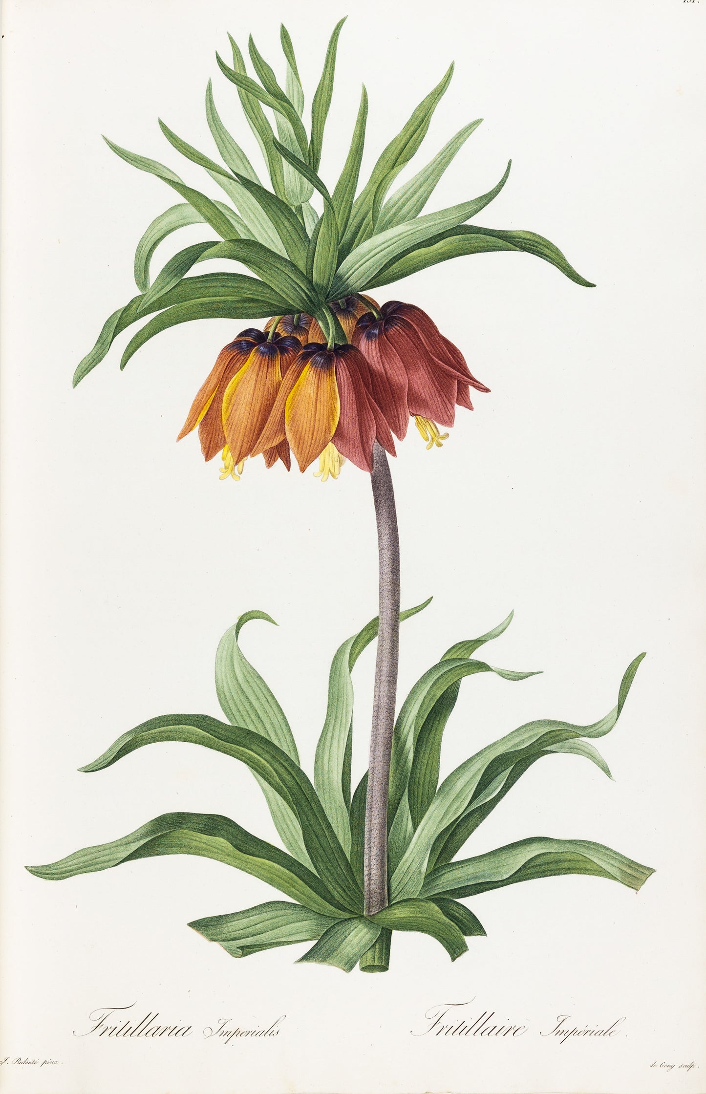 REDOUTÉ, Pierre-Joseph (1759-1840). Fritillaria Imperialis, Imperial Fritillary, Plate 131.