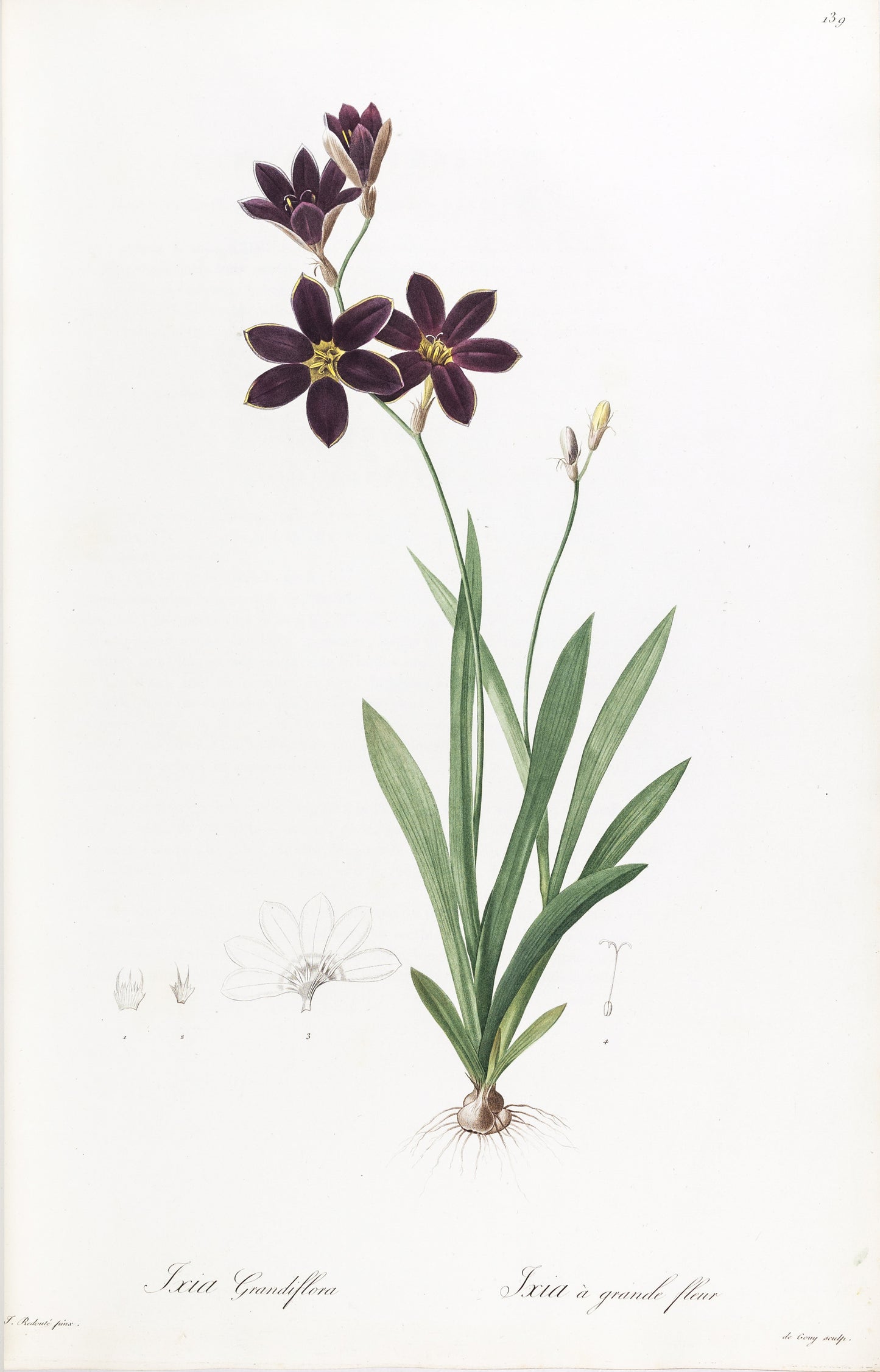 REDOUTÉ, Pierre-Joseph (1759-1840). Ixia Grandiflora, Plate 139.