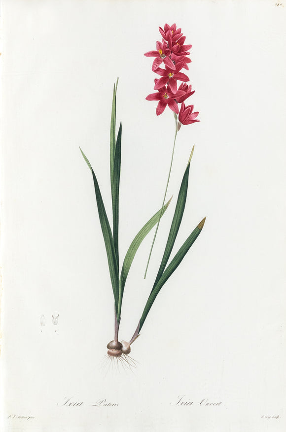 REDOUTÉ Pierre-Joseph (1759-1840). Plate #140: Ixia Patens (Corn Lily)