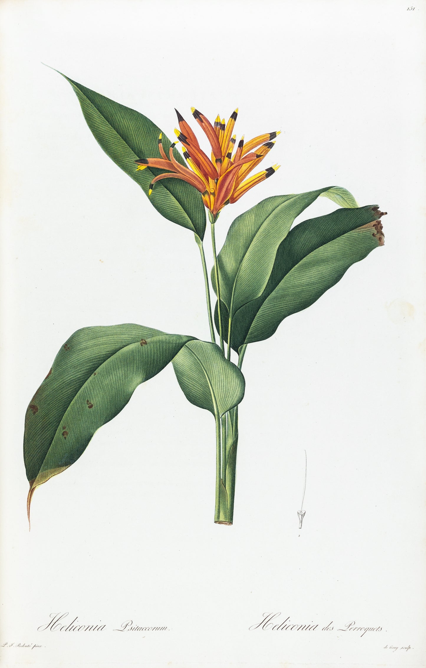 REDOUTÉ, Pierre-Joseph (1759-1840). Heliconia Psitaccorum.