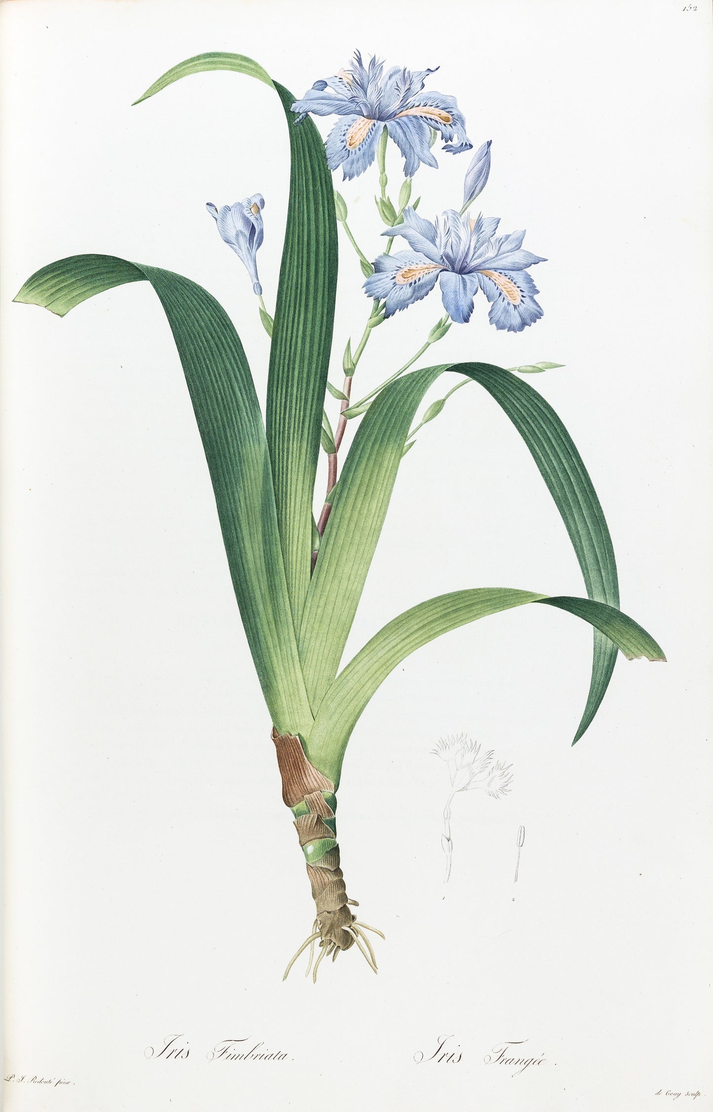 REDOUTÉ, Pierre-Joseph (1759-1840). Iris Fimbriata, Japanese Iris, Plate 152.
