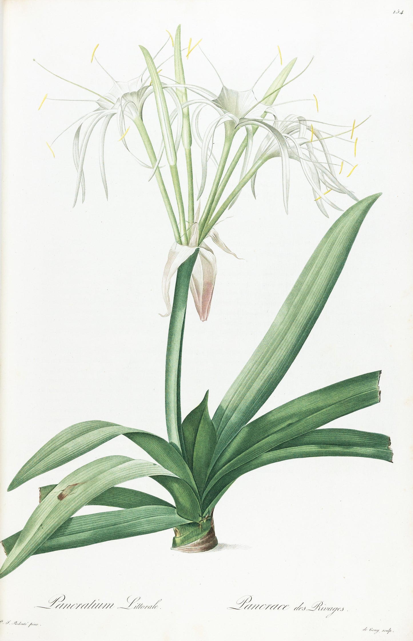 REDOUTÉ, Pierre-Joseph (1759-1840). Pancratium Littorale, Shoreline Pancratium, Plate 154.