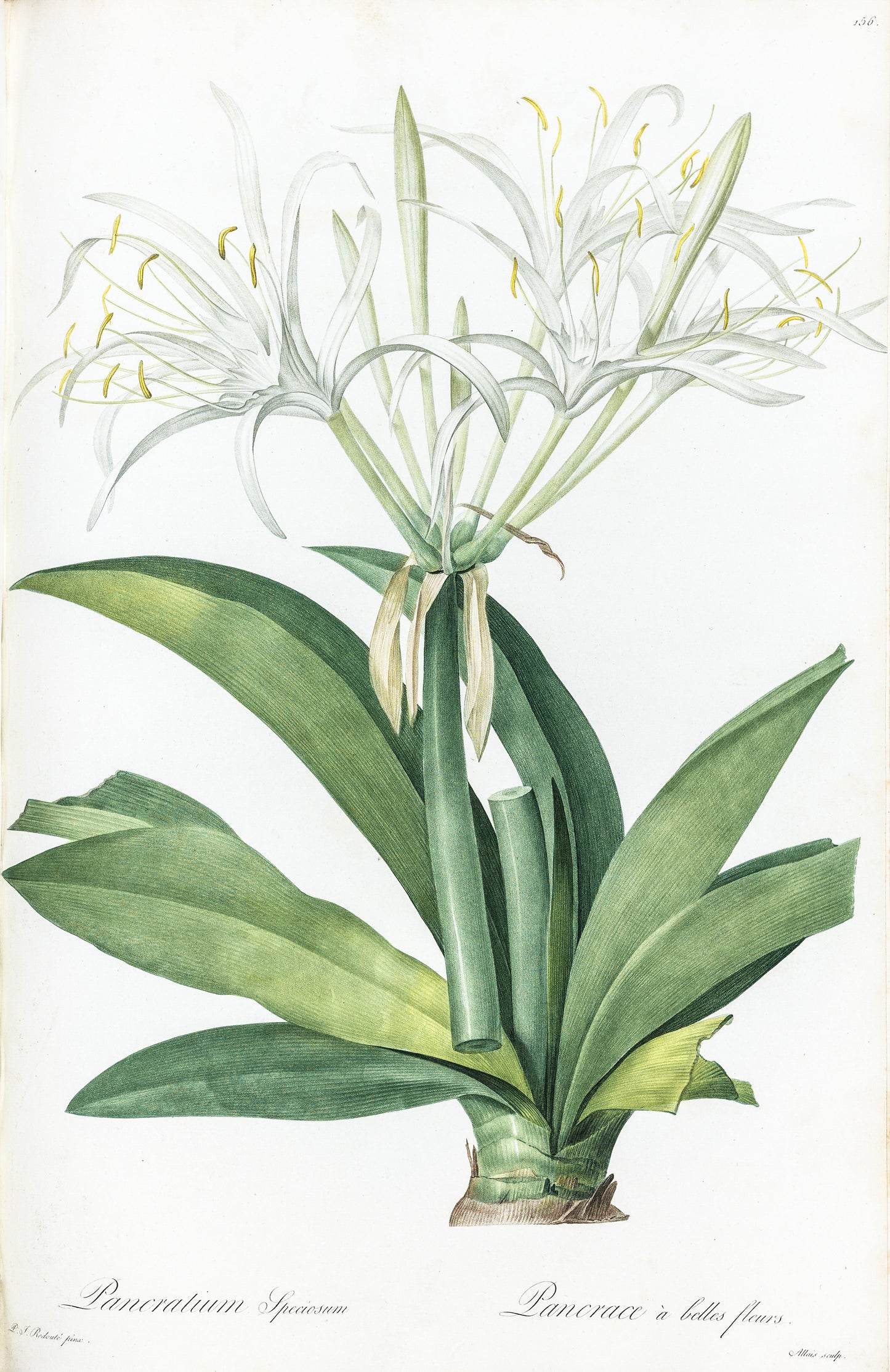 REDOUTÉ, Pierre-Joseph (1759-1840). Pancratium Speciosum, Caribbean New World Pancratium, Plate 156.