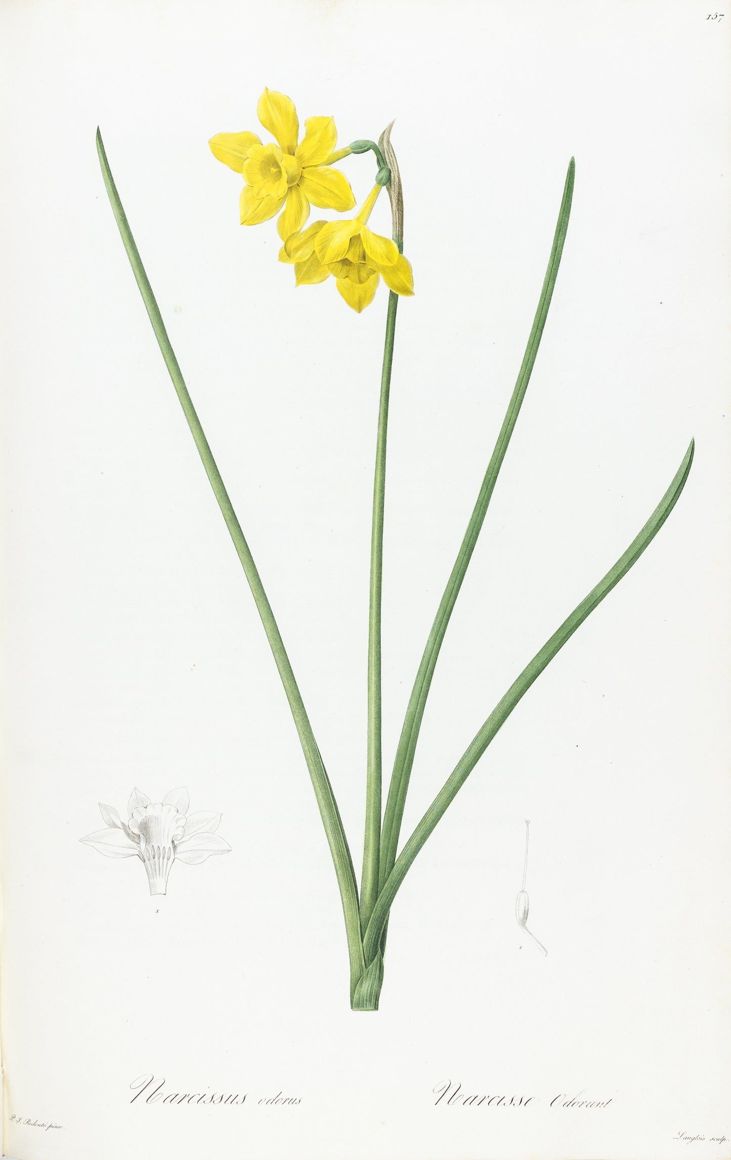 REDOUTÉ, Pierre-Joseph (1759-1840). Narcissus Odorus, Scented Narcissus, Plate 157.
