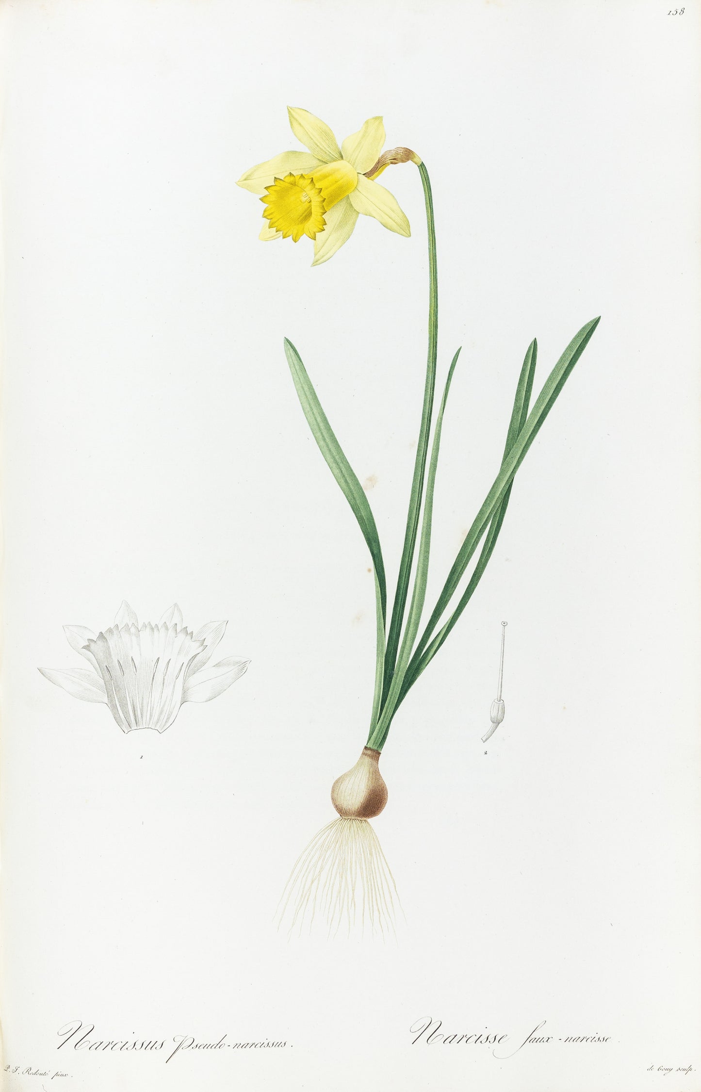 REDOUTÉ, Pierre-Joseph (1759-1840). Narcissus Pseudo-Narcissus, Wild Daffodil, Plate 158.