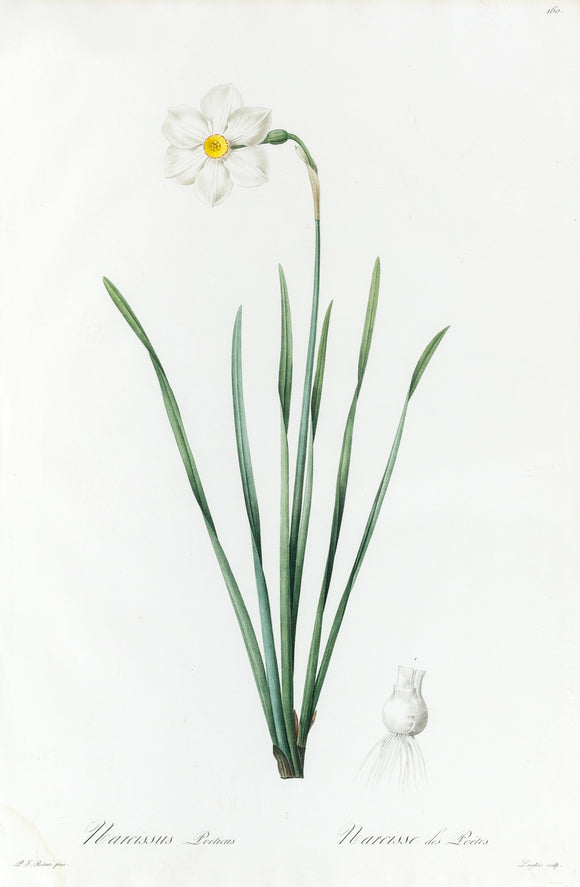 REDOUTÉ Pierre-Joseph (1759-1840). Plate #160 : Narcissus Poeticus (Poet's Daffodil)