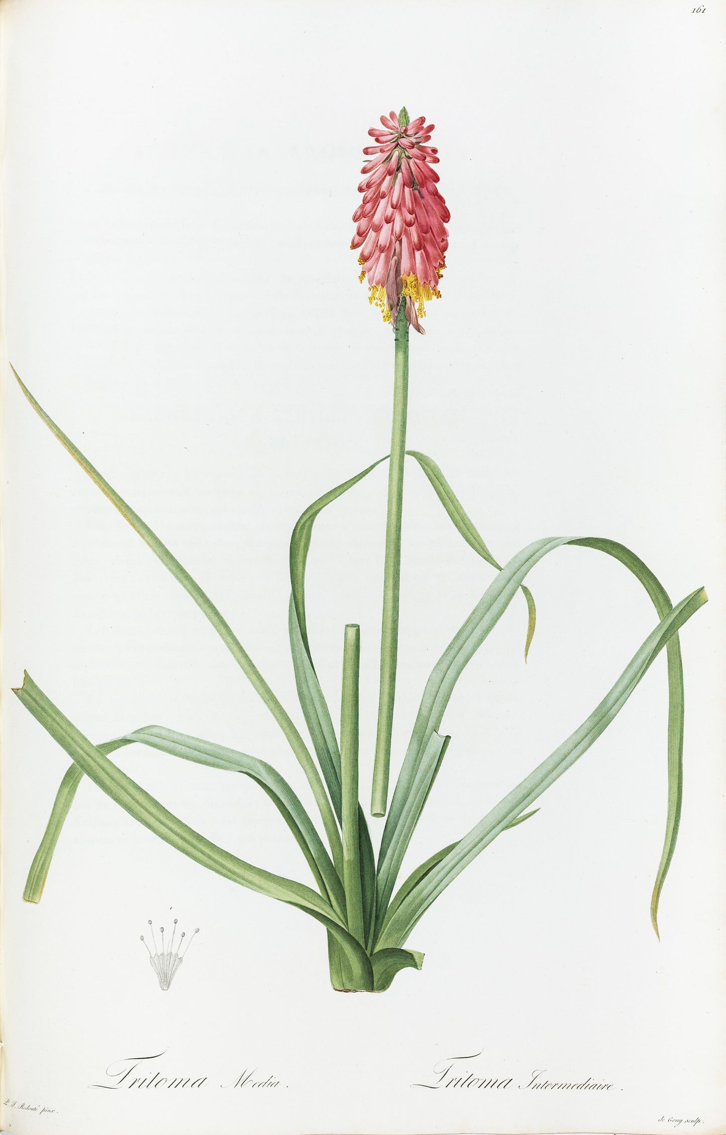 REDOUTÉ, Pierre-Joseph (1759-1840). Tritoma Media, Intermediate Tritoma, Plate 161.