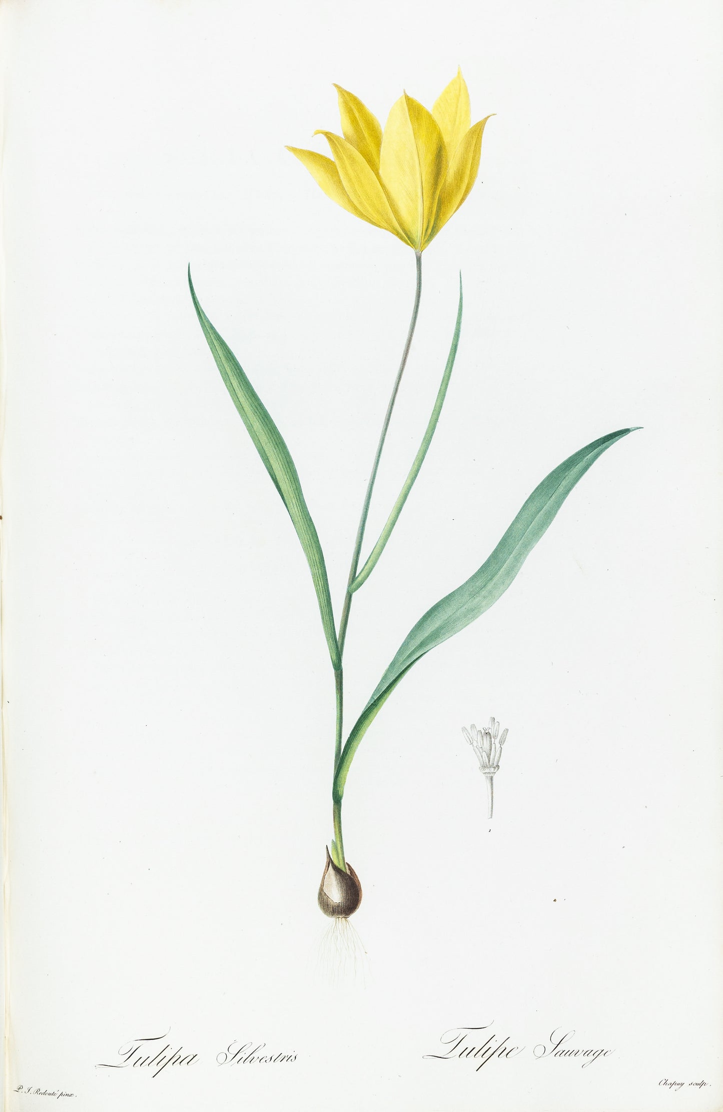 REDOUTÉ, Pierre-Joseph (1759-1840). Tulipa Silvestris, Wild Tulip, Plate 165.