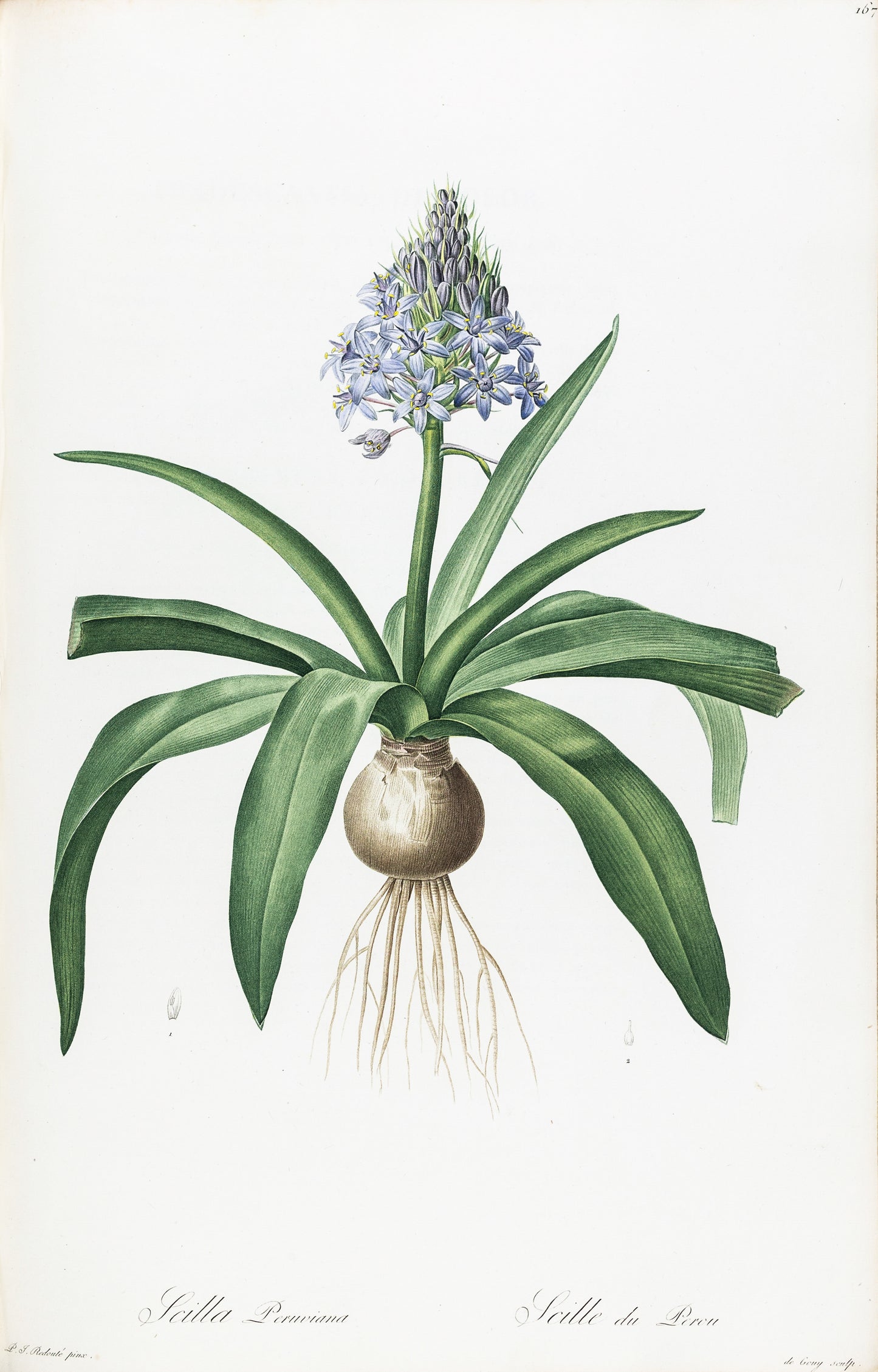REDOUTÉ, Pierre-Joseph (1759-1840). Scilla Peruviana, Peruvian Scilla, Plate 167.