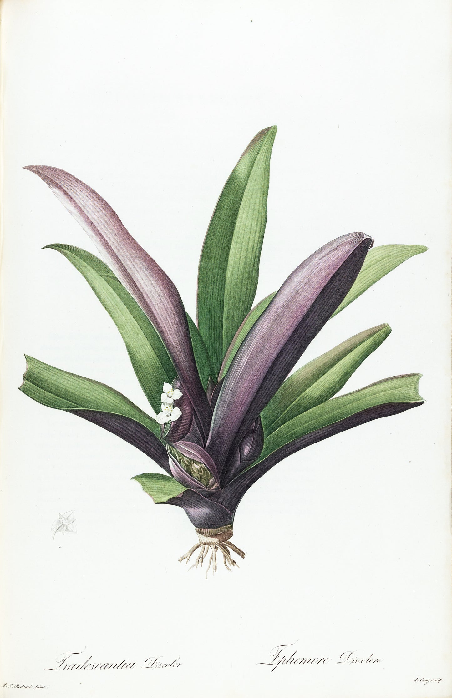 REDOUTÉ, Pierre-Joseph (1759-1840). Tradescantia Discolor, Oyster Plant, Plate 168.