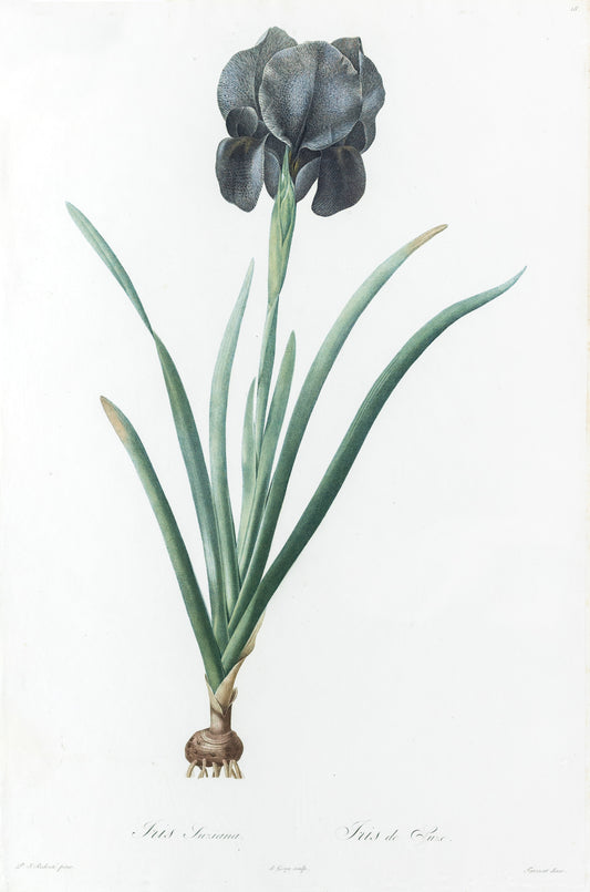 REDOUTÉ Pierre-Joseph (1759-1840). Plate #18: Iris Luxiana (Black Iris)